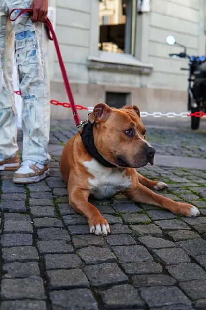 Un cane accucciato sul pavé della piazzetta